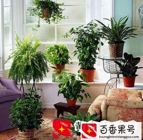 室内养花有啥讲究？这“3点”居家风水细节，看完花友们惊呆了！