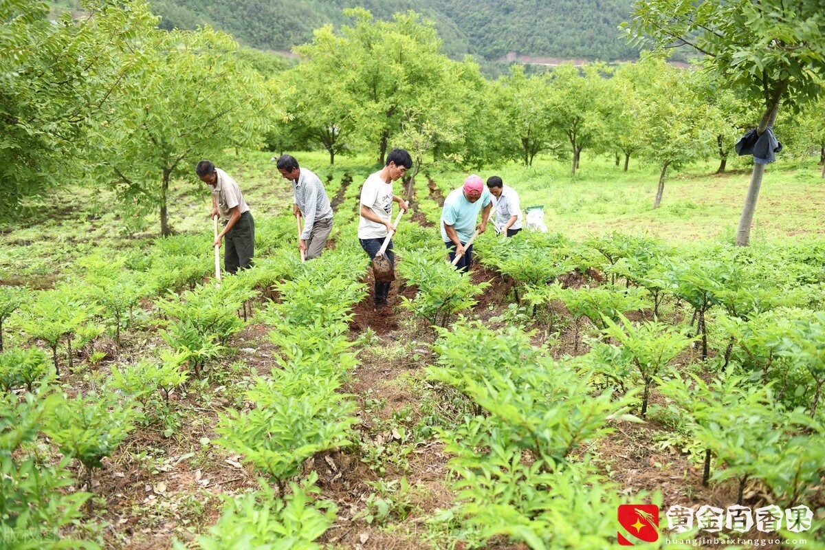 1亩地产5000斤，年赚30万，他在农村靠种“金蛋蛋”致富