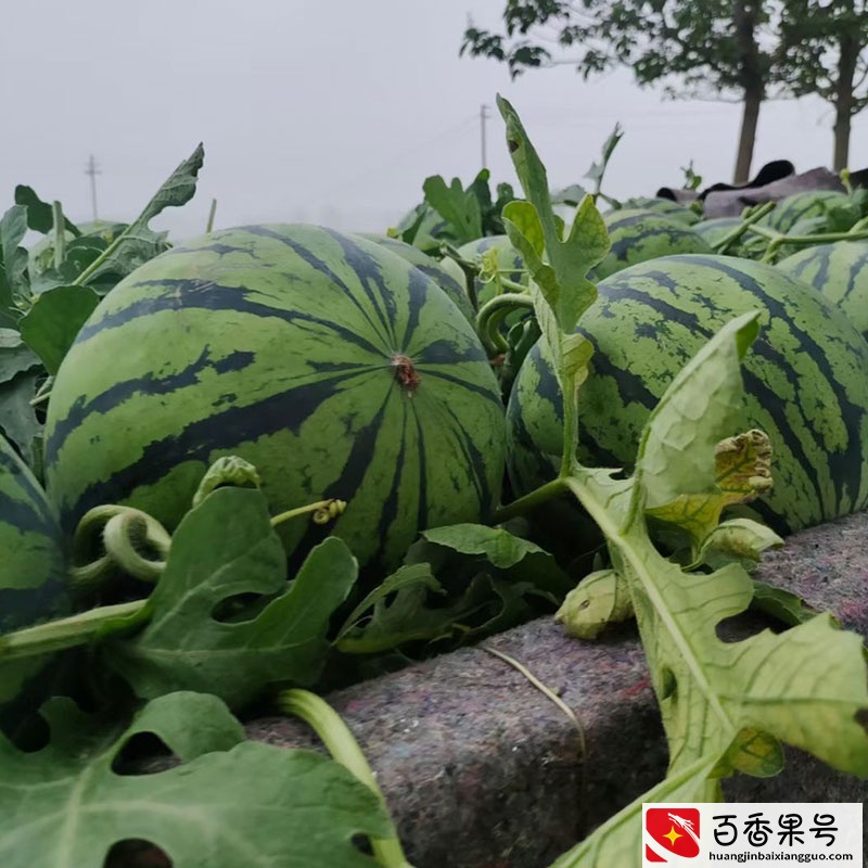 推荐3款早熟西瓜好品种！种植简单易上手，还有黄心的好品种哦