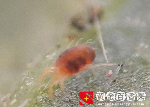 月季花风水上有忌讳吗？养月季花需要注意什么？