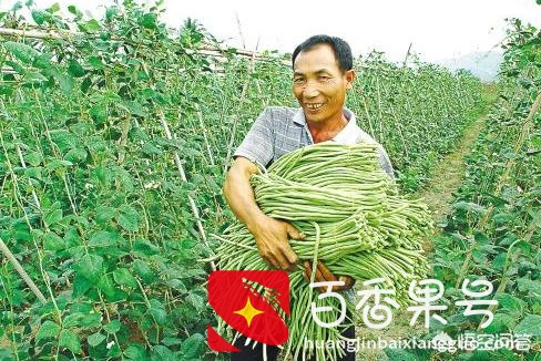 豆角种植时间和技术？豆角种植技术与管理方法？