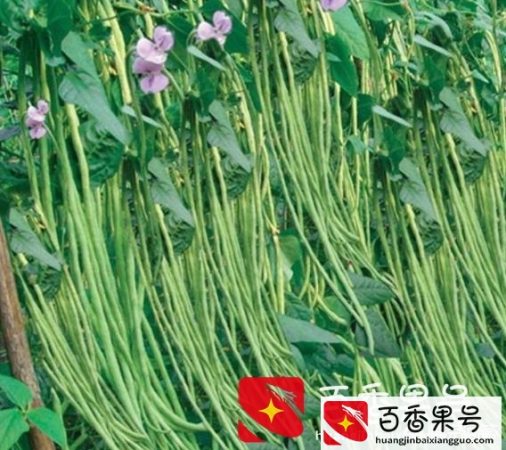 豆角种植时间和技术？豆角种植技术与管理方法？