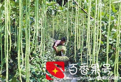 豆角种植时间和技术？豆角种植技术与管理方法？