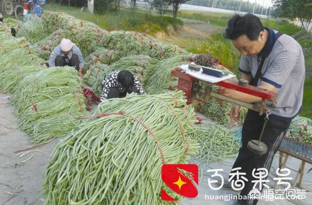 豆角种植时间和技术？豆角种植技术与管理方法？