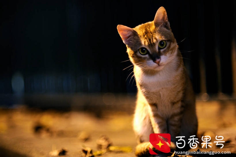 猫咪“走丢”了怎么办？不要慌张，这些办法一定要去做