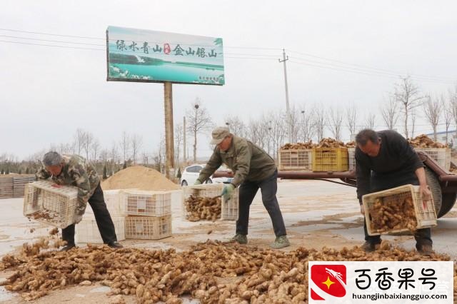 农业种植什么项目前景好挣钱多