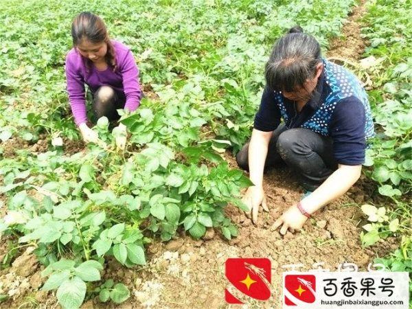 马铃薯什么时候种植？马铃薯的种植时间和方法