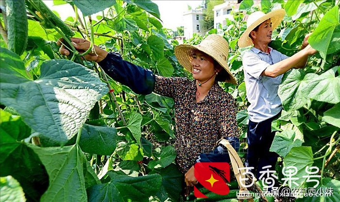 黄瓜种植怎么管理才好？黄瓜的定植技术和田间管理方法