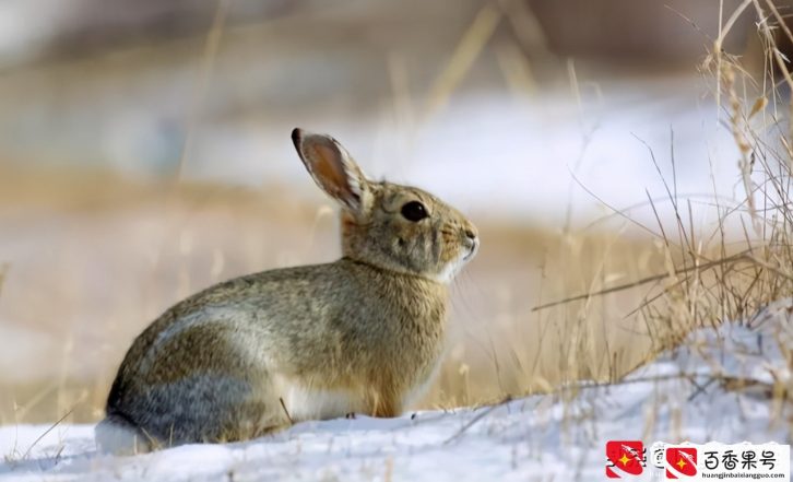 冬猎野兔，试试这样分步搜寻