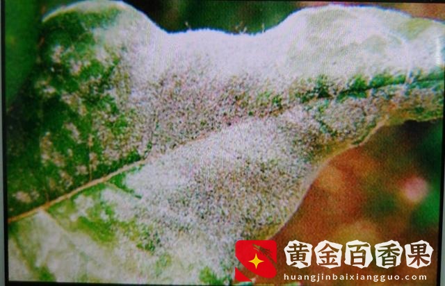 月季花风水上有忌讳吗？养月季花需要注意什么？