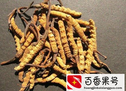 冬虫夏草可以天天吃吗 冬虫夏草一次吃几根合适