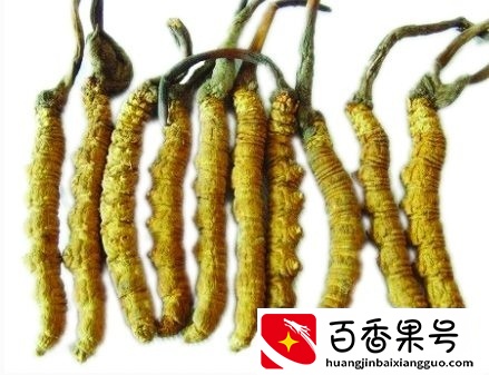 冬虫夏草可以天天吃吗 冬虫夏草一次吃几根合适