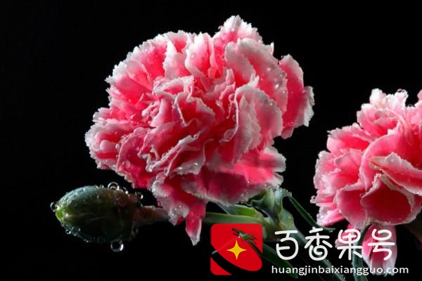 买鲜花在哪里买比较好