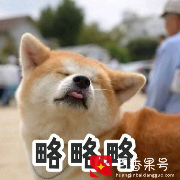 养柴犬的“6大坏处”，养了之后肠子都悔青了