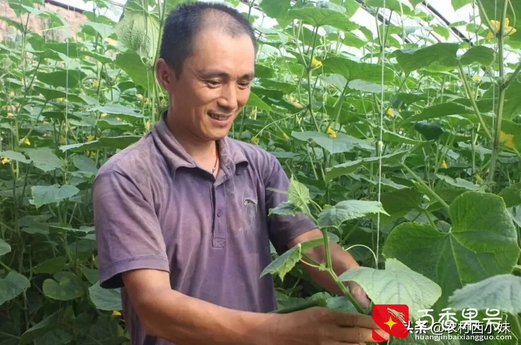 黄瓜种植怎么管理才好？黄瓜的定植技术和田间管理方法