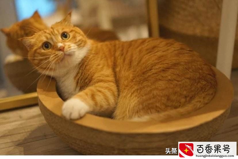 猫咪的寿命是多少年