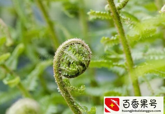 52种野菜大图片，教你认识不同的野菜和吃法，你想要的野菜这里有