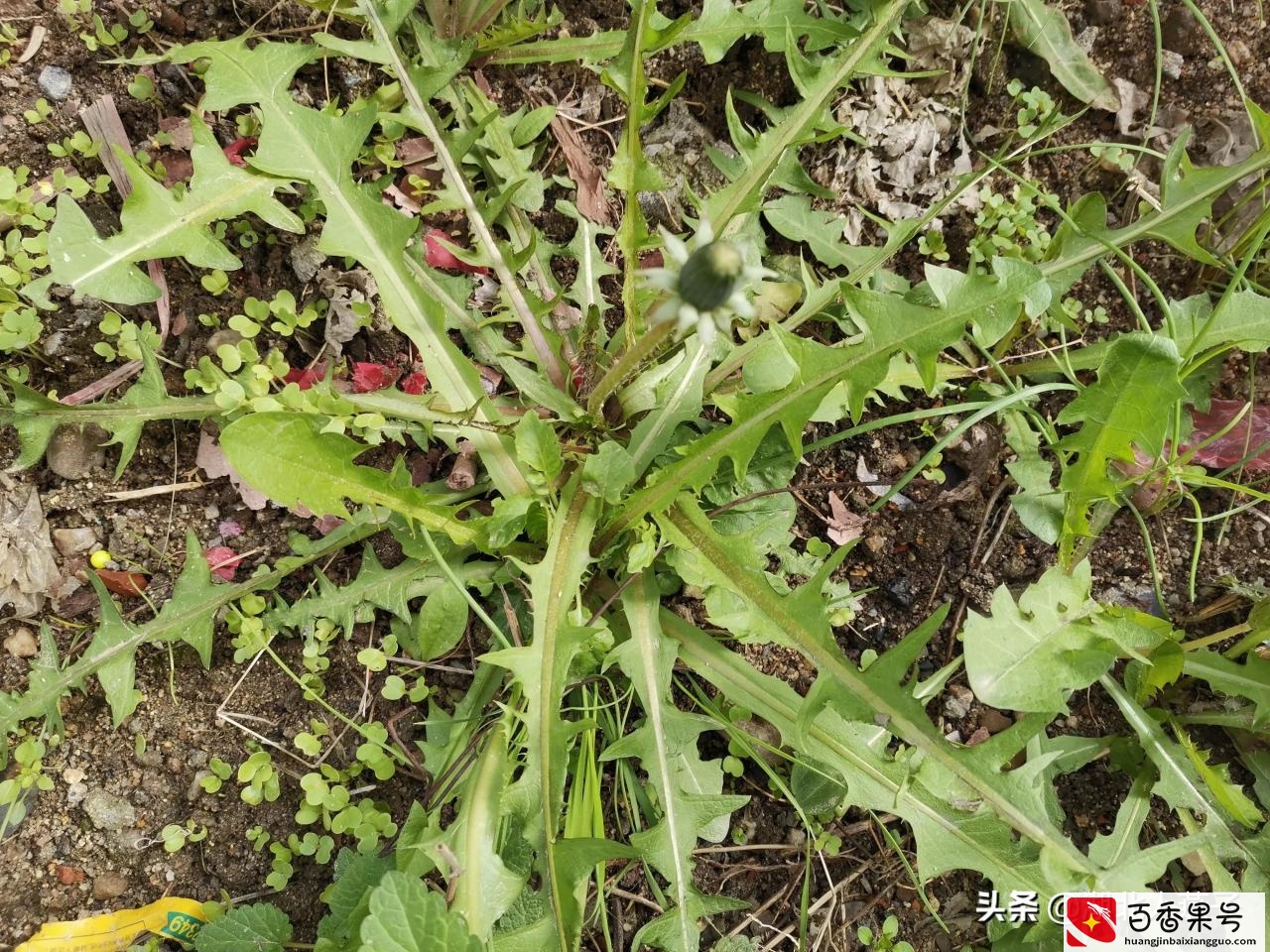 52种野菜大图片，教你认识不同的野菜和吃法，你想要的野菜这里有