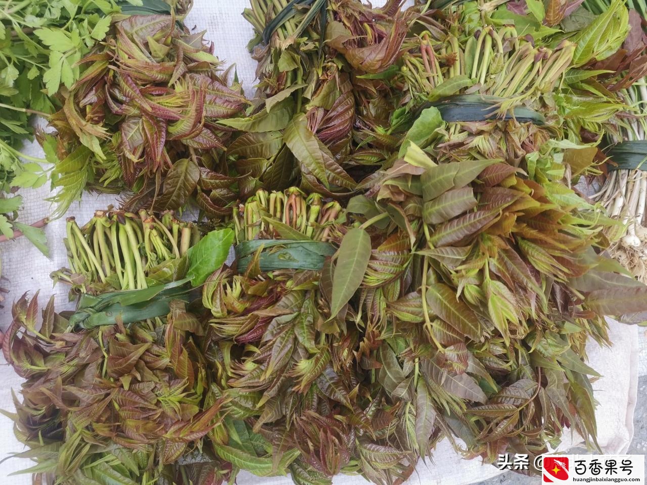 52种野菜大图片，教你认识不同的野菜和吃法，你想要的野菜这里有