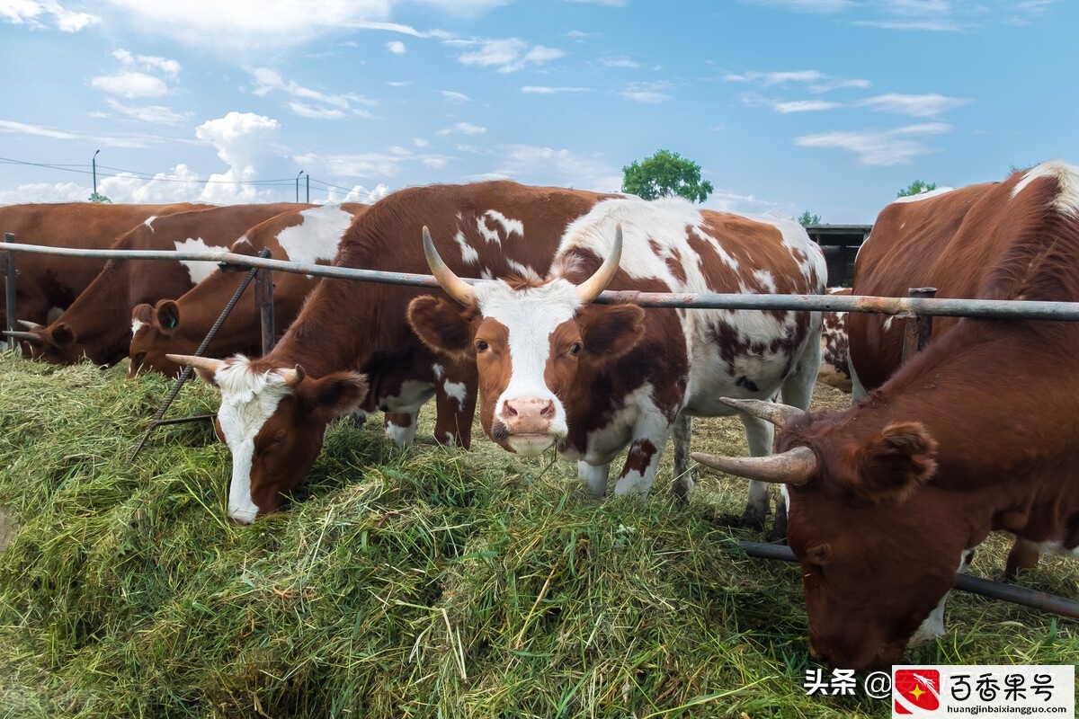 养10头牛一年能挣多少钱？多年的养殖经验，告诉你真实的答案