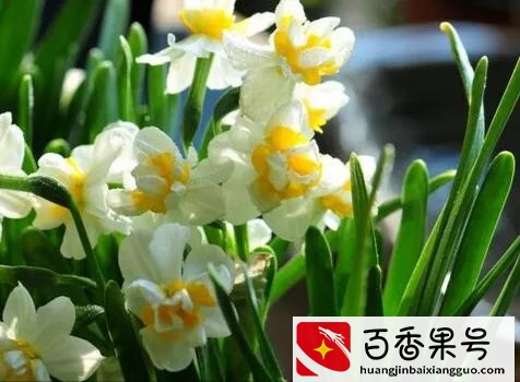 水仙花有毒吗?可以在室内养吗?