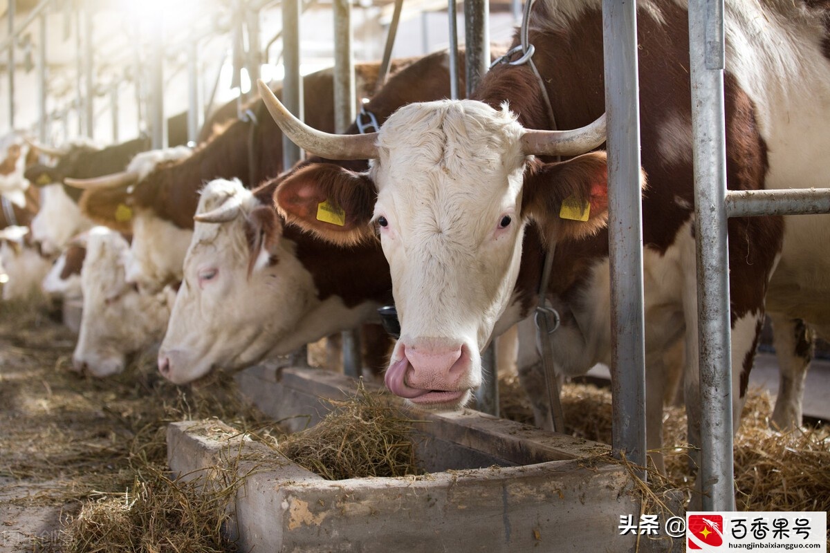 养10头牛一年能挣多少钱？多年的养殖经验，告诉你真实的答案