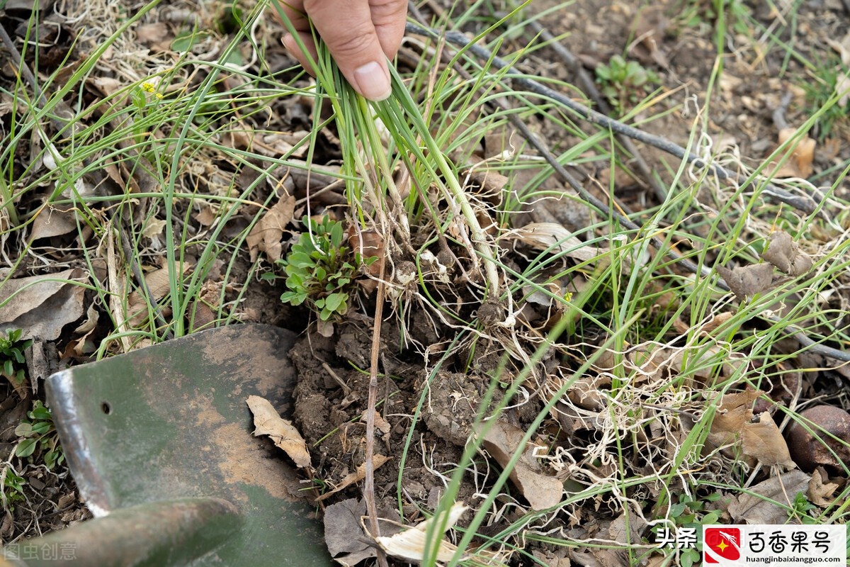 52种野菜大图片，教你认识不同的野菜和吃法，你想要的野菜这里有