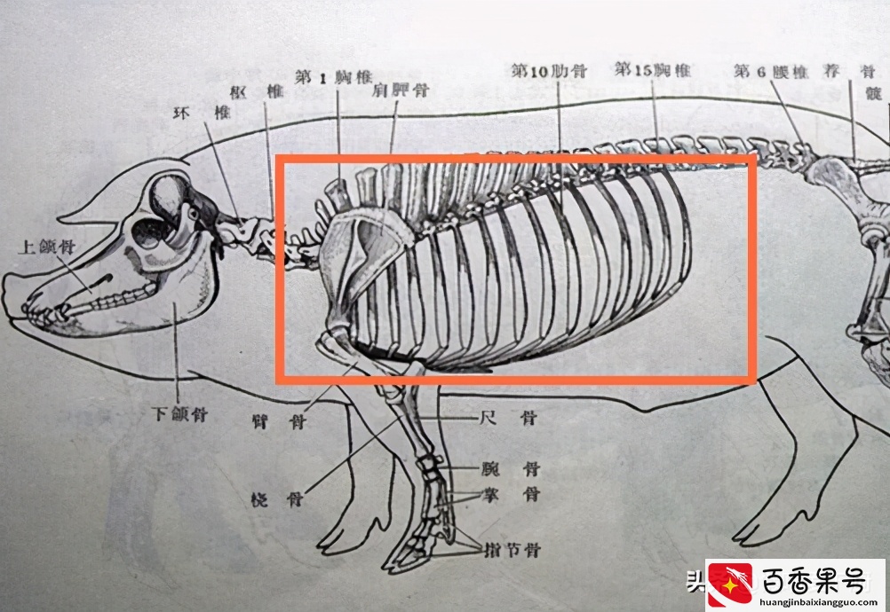 买猪肉排骨，选“猪前排”还是“猪后排”？口感差别大，别挑错了