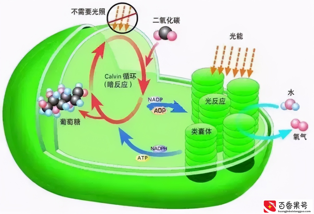 植物最不喜欢哪种颜色的光？看看它们是什么颜色的就知道了：绿色