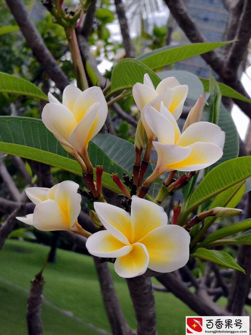 榜上有名的十种香花，每次开花香飘十里，看看你家养了几种？