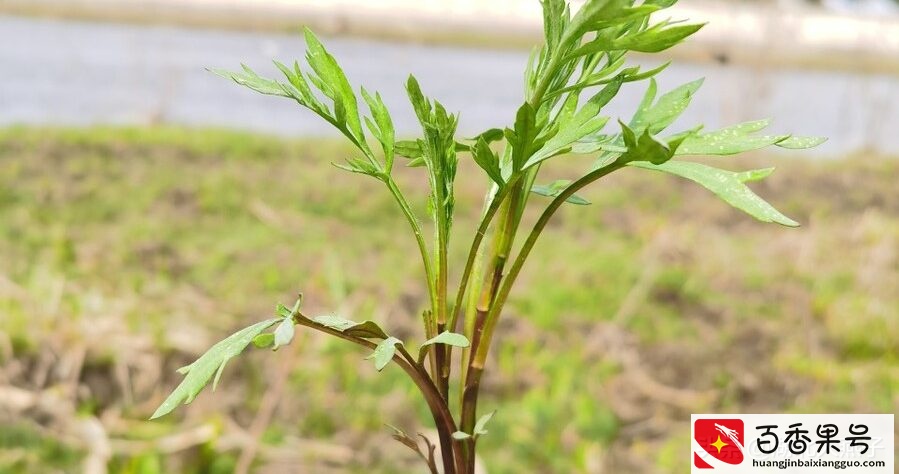 52种野菜大图片，教你认识不同的野菜和吃法，你想要的野菜这里有