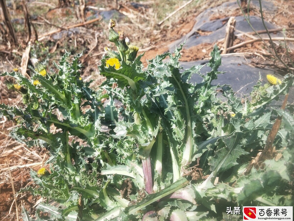 52种野菜大图片，教你认识不同的野菜和吃法，你想要的野菜这里有