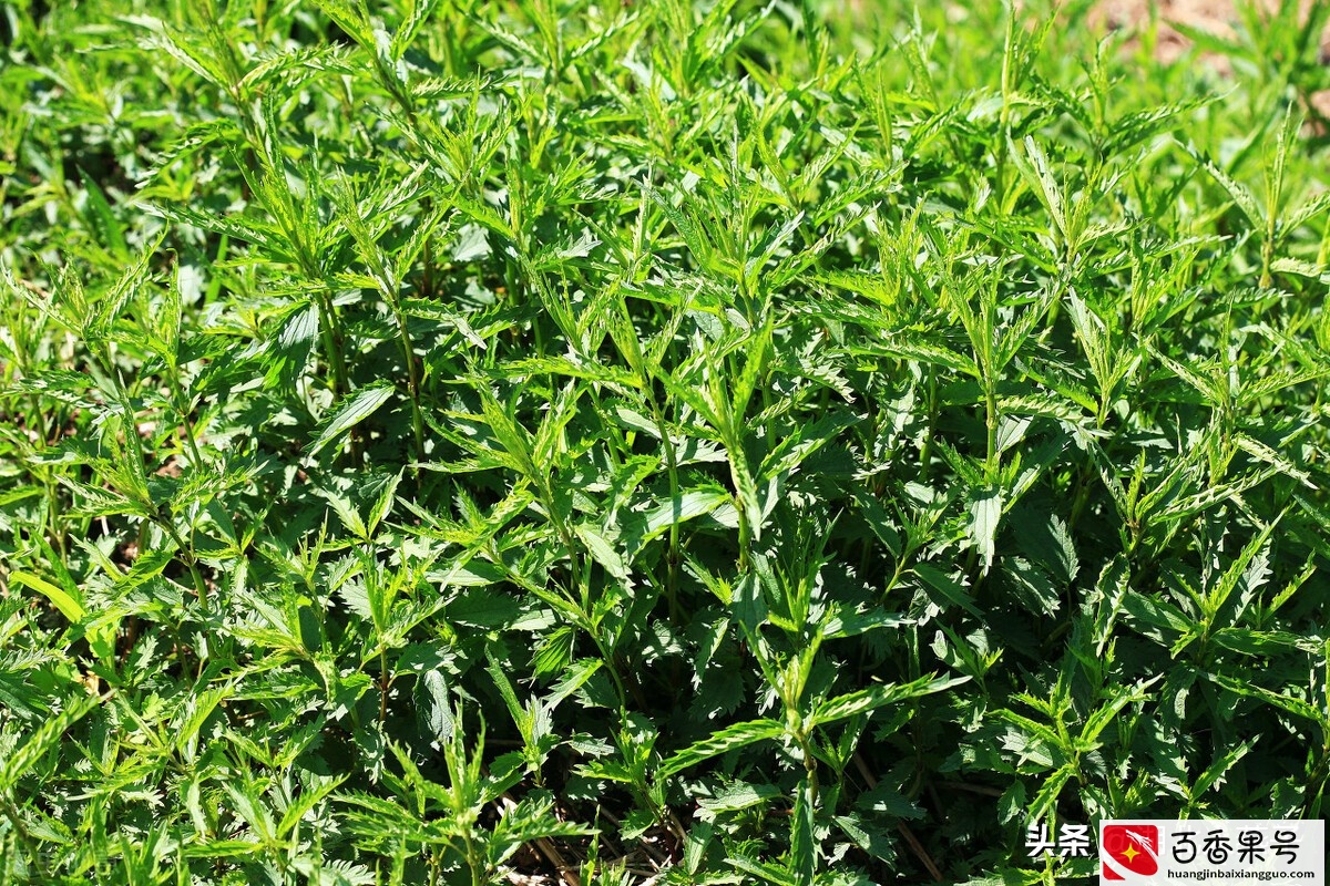 52种野菜大图片，教你认识不同的野菜和吃法，你想要的野菜这里有