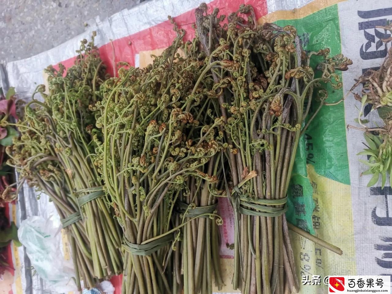 52种野菜大图片，教你认识不同的野菜和吃法，你想要的野菜这里有