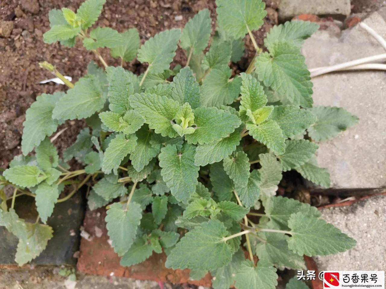 52种野菜大图片，教你认识不同的野菜和吃法，你想要的野菜这里有