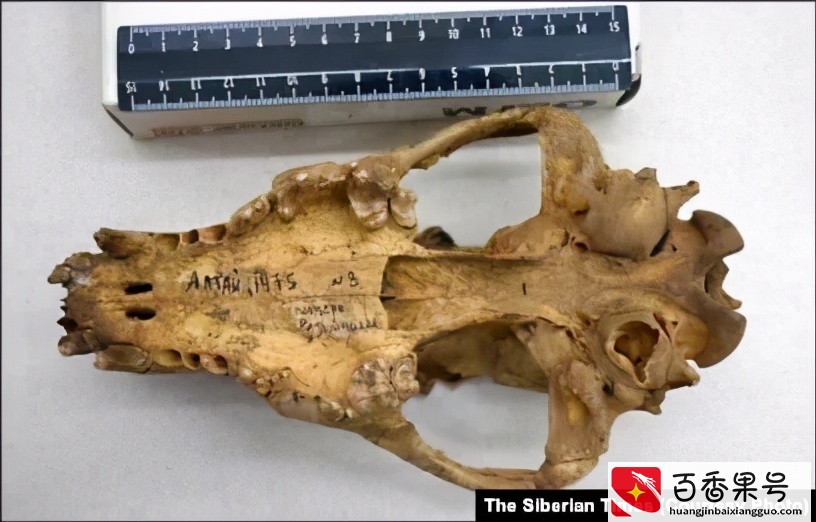 古代狗DNA研究：从冰河时期开始就是人类最忠心伙伴