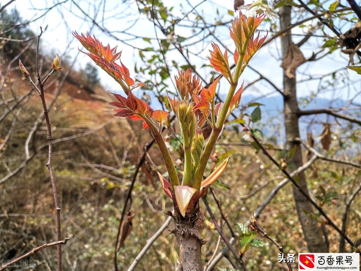 52种野菜大图片，教你认识不同的野菜和吃法，你想要的野菜这里有