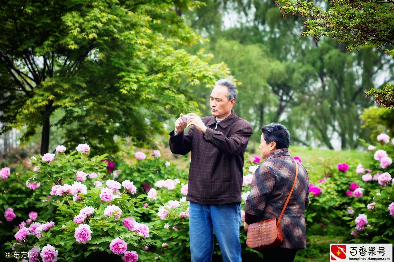 牡丹是几月份开花？最美的牡丹开花季节不要错过！