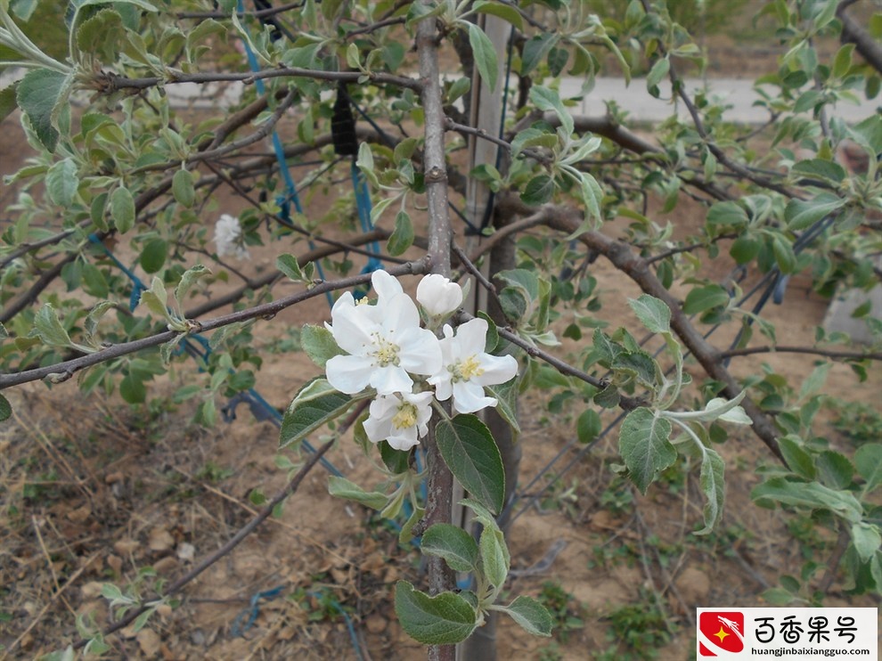 苹果树什么时候开花？苹果树开花时间及花后病虫害防治