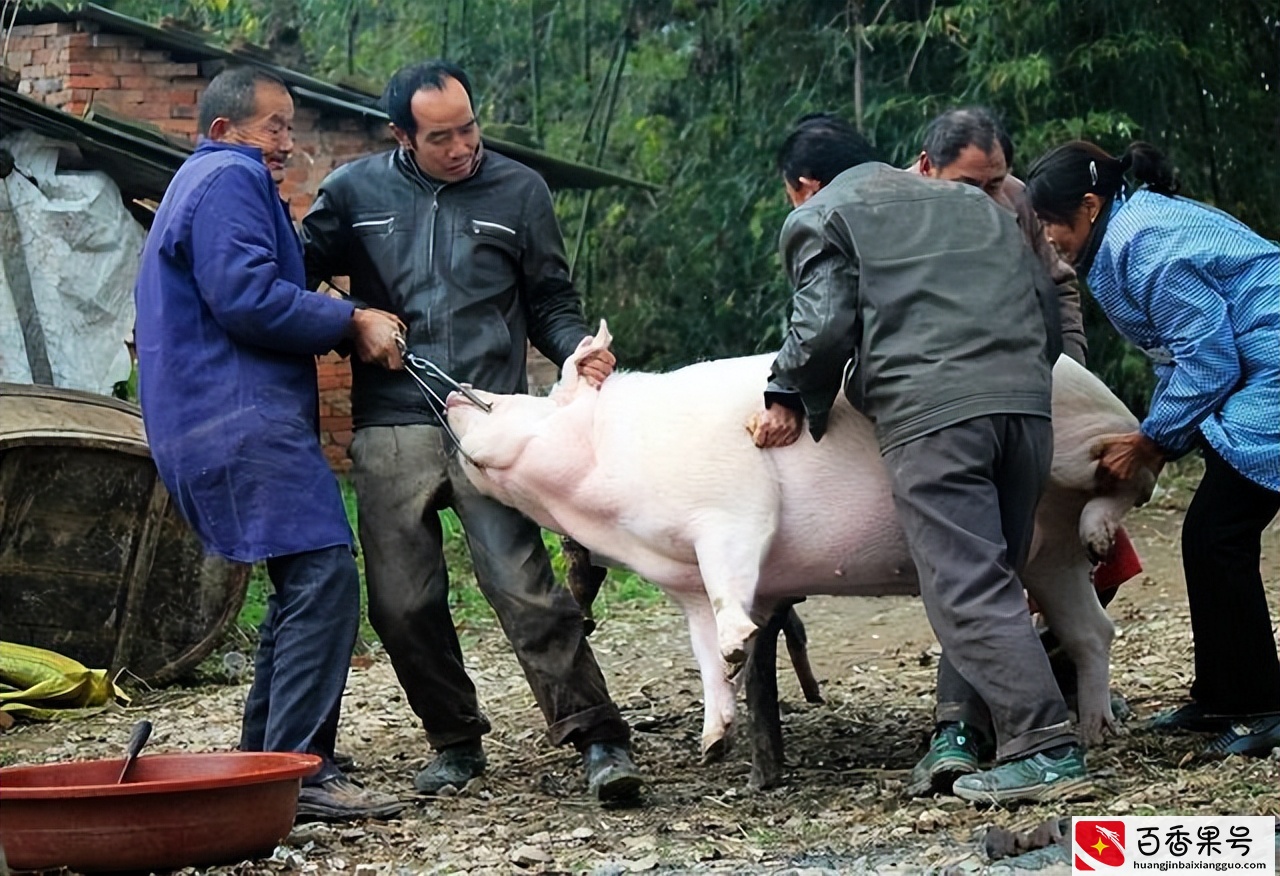 母猪肉能吃吗？