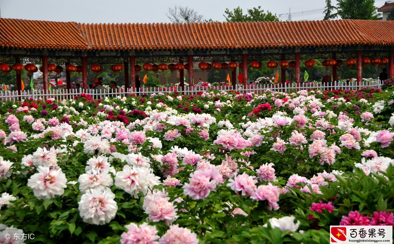 牡丹是几月份开花？最美的牡丹开花季节不要错过！