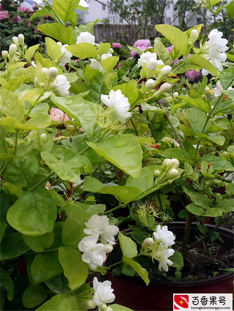 榜上有名的十种香花，每次开花香飘十里，看看你家养了几种？