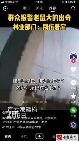 长这么大才知道水老鼠是国家一级保护动物