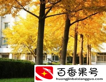 首都师范大学什么档次