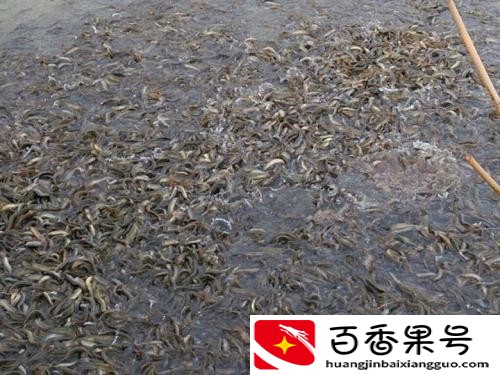 养殖泥鳅的利润、产量如何？养殖泥鳅需要什么条件，一文说清