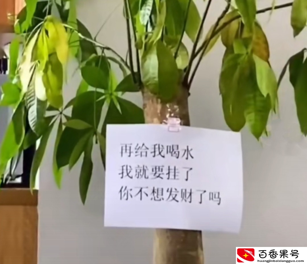 客厅最适合养大型绿植，这6种新型植物，好看好养护，养人养心