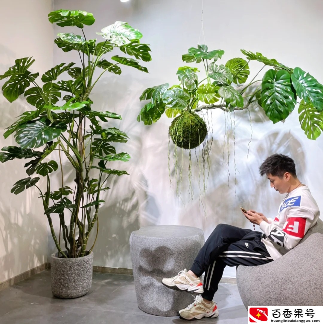 客厅最适合养大型绿植，这6种新型植物，好看好养护，养人养心