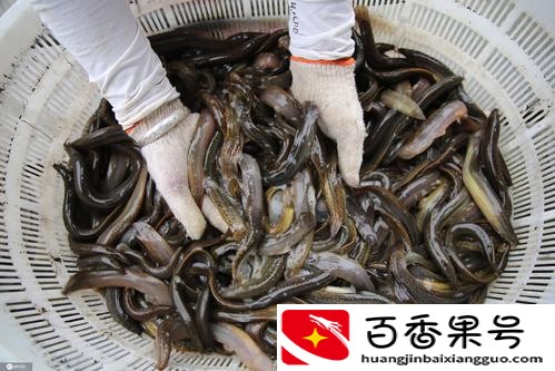 养殖泥鳅的利润、产量如何？养殖泥鳅需要什么条件，一文说清