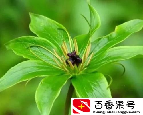 哪些药材紧缺？种植这些品种准没错，建议收藏