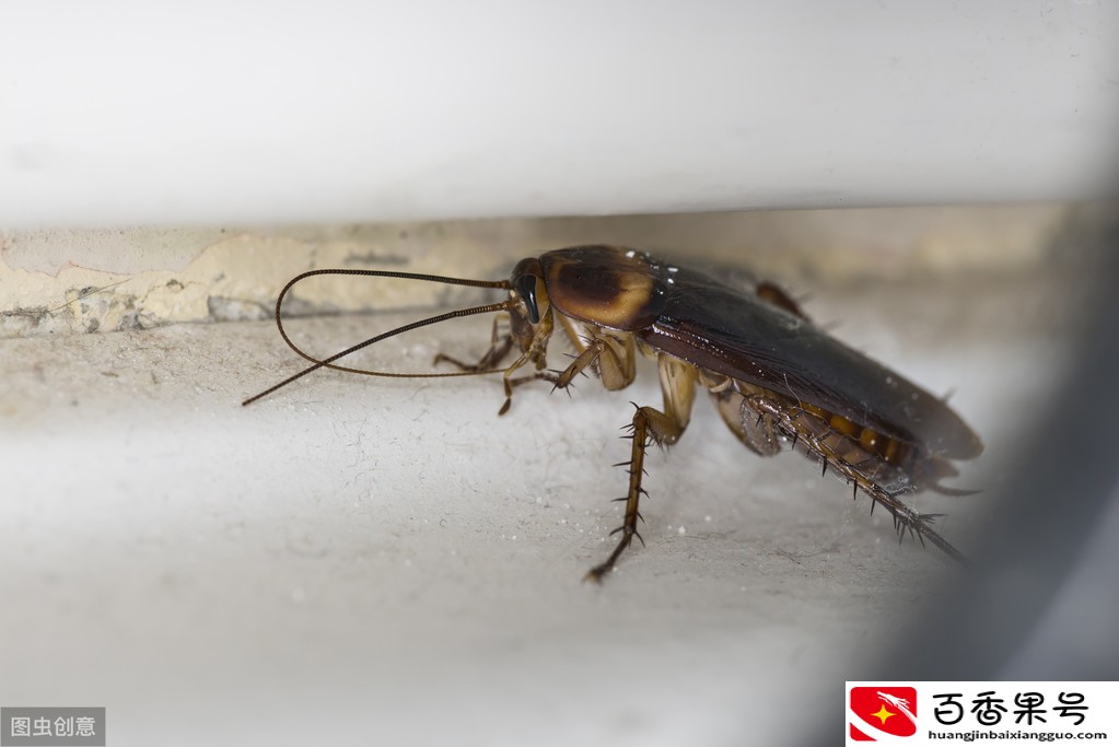 外来物种对本地生物圈有多大影响？很可能造成不可挽回的损失